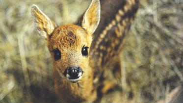 deer.jpg