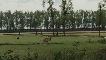 Deer web.jpg