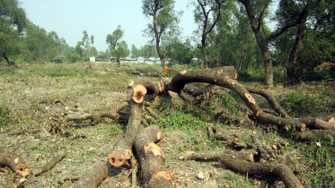 Deforestration.jpg