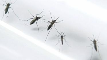 dengue.jpg