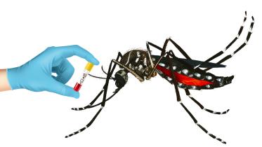 Death in Dengue Fever