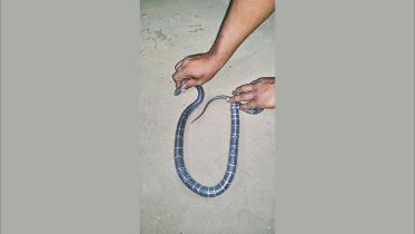 die snake bites.jpg