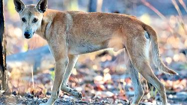dingo.jpg