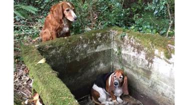 Dog--1WB.jpg