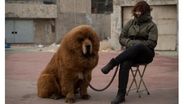 Dog-1WB.jpg