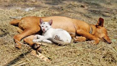 dog-cat.jpg