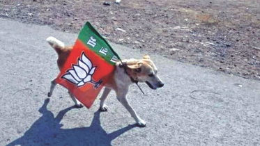 dog.jpg