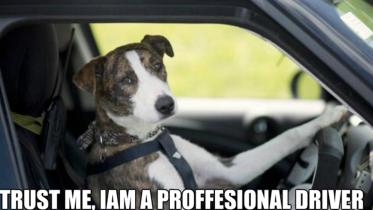 doggie-driver.jpg