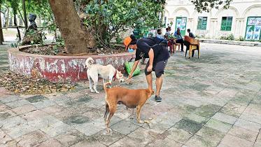 dogs4.jpg
