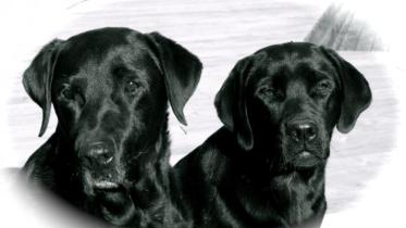 dogs web.JPG