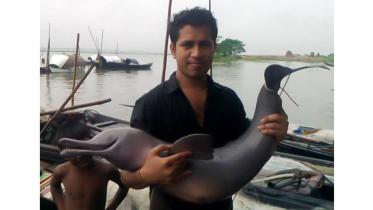 Dolphin-Tapos-1WB.jpg