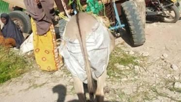donkey-1.jpg