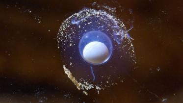 Dragon egg-ABC News.jpg