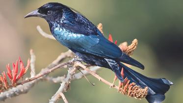 Drongo.jpg