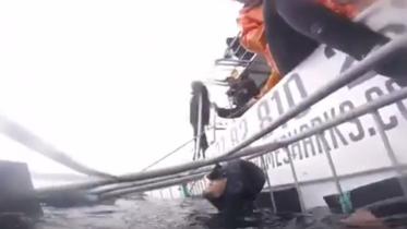 DS-shark.jpg-NS.jpg