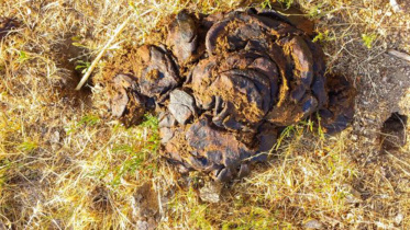 Dung-web.jpg