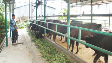 Eid-ul-Adha