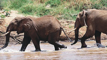 Elephant-1WB.jpg