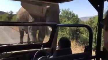elephant-f.jpg