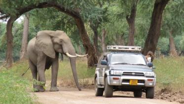 elephant.jpg