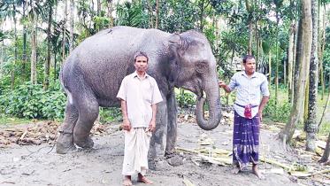 elephant.jpg