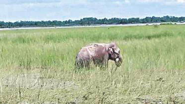 elephant_3 new.jpg