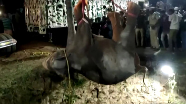 Elephant web.jpg