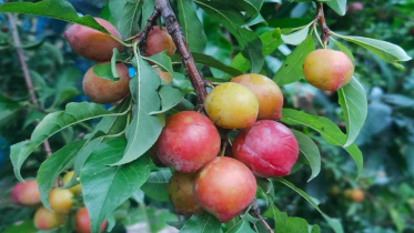 Exotic-fruit-grower.jpg