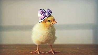Fantastic Birds