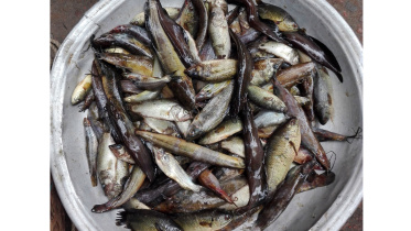 FISH.jpg