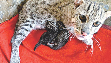 fishing cat.jpg