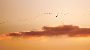 Flight