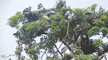 flock.jpg