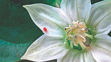 flower.jpg