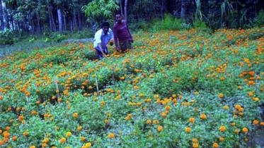 flower garden 
