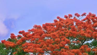Flowers1.jpg