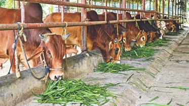 From the farm