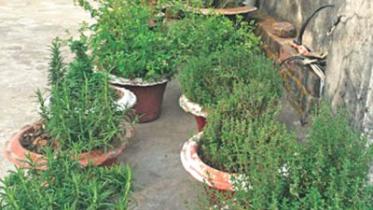 Gardening