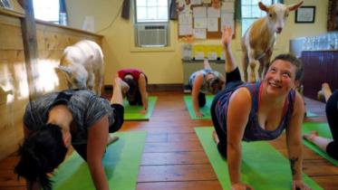 Goat-yogaWB.jpg