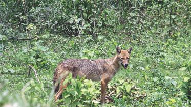 Golden Jackal.jpg