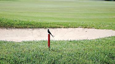 Golfers-left-lurch.jpg