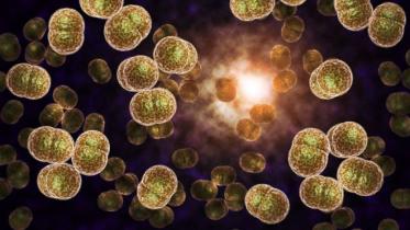 gonorrhoea.jpg