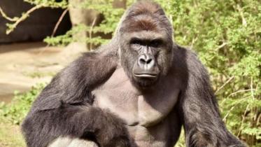 gorilla_Reuters.jpg