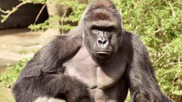 gorilla_reuters_0-web.jpg