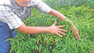 green chillies.jpg