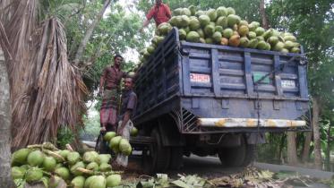 Green coconut.jpg