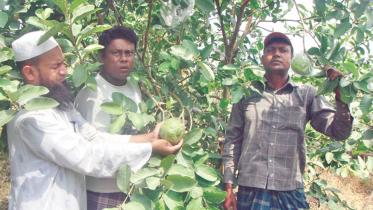 guava-village.jpg