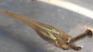 guppy-fish-ann-web.jpg