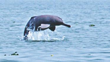 Halda dolphin