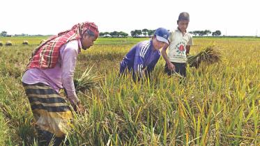 haor crops.jpg
